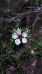 Leptospermum lanigerum