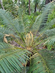 Cycas orientis