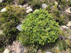 Juniperus formosana