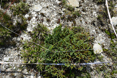 Juniperus squamata