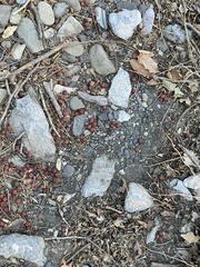 Crataegus pinnatifida