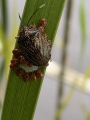 Antiteuchus