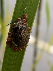 Antiteuchus