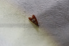 Syntonarcha vulnerata