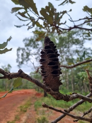 Banksia dentata