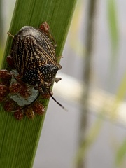 Antiteuchus