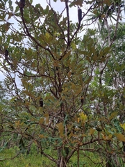 Banksia dentata
