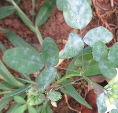 Oxalis barrelieri