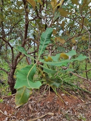 Banksia dentata