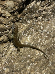 Potamites strangulatus