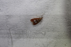 Syntonarcha vulnerata