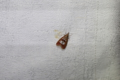 Syntonarcha vulnerata