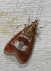 Syntonarcha vulnerata