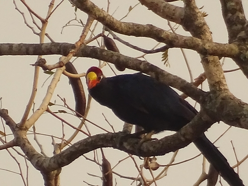 Violet Turaco