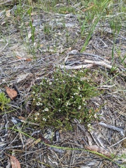 Baeckea brevifolia