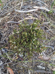Baeckea brevifolia