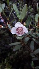 Eucryphia lucida