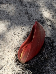 Brunsvigia orientalis