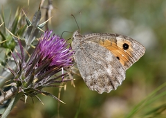 Pseudochazara orestes