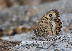 Pseudochazara geyeri