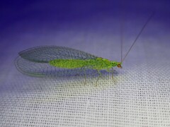 Apertochrysa edwardsi