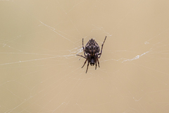 Socca pustulosa