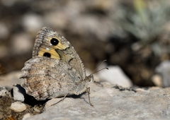 Pseudochazara cingovskii