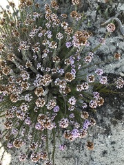 Disparago ericoides