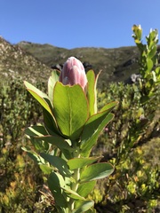 Protea compacta