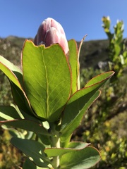 Protea compacta