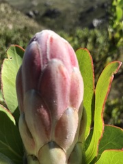 Protea compacta