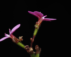 Stylidium lineare