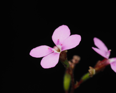Stylidium lineare