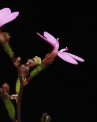 Stylidium lineare