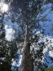 Eucalyptus grandis