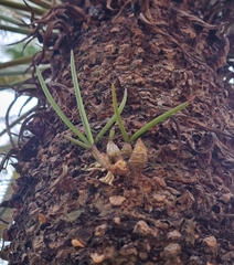 Dendrobium canaliculatum foelschei