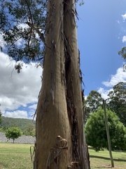 Eucalyptus grandis
