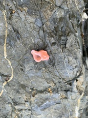 Chicoreus denudatus