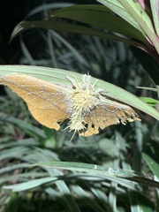 Ophiocordycipitaceae