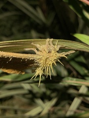 Ophiocordycipitaceae