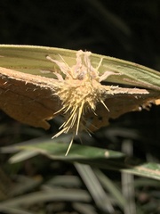 Ophiocordycipitaceae