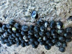 Nerita tessellata
