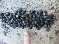 Nerita tessellata