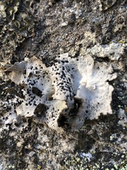 Umbilicaria crustulosa