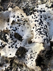 Umbilicaria crustulosa