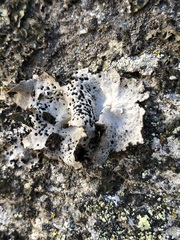 Umbilicaria crustulosa
