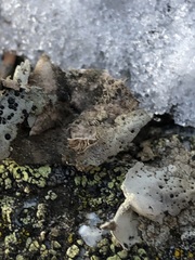 Umbilicaria crustulosa