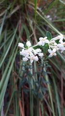 Pimelea linifolia