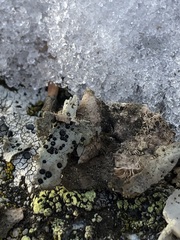 Umbilicaria crustulosa