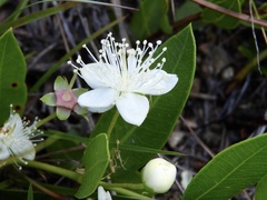 Psidium salutare mucronatum